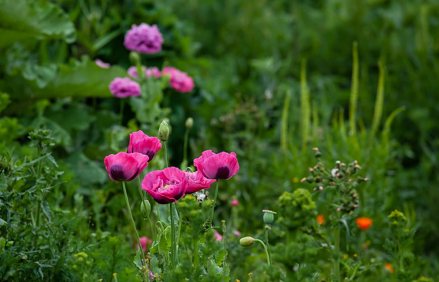 Vibrant purple opium poppies in a lush green field