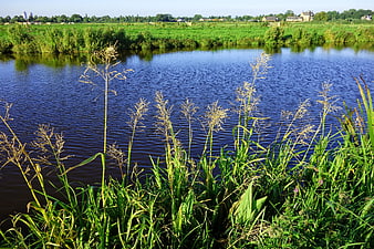 Serene Dutch Polder Landscape with River and Reeds