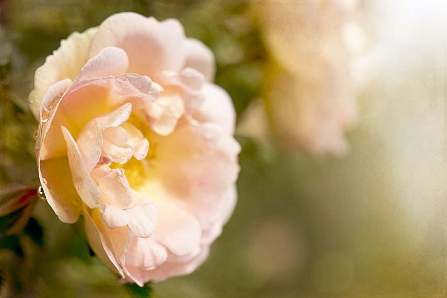 Soft Pink Rose Close-Up with Dew Drops and Bokeh