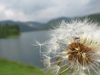 Close-up of a dandelion seed head with a blurred lake and mountain background