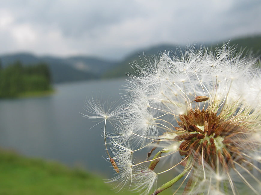Close-up of a dandelion seed head with a blurred lake and mountain background