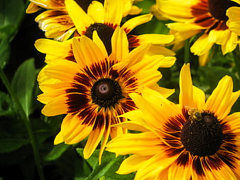 Close-up of vibrant yellow and red black-eyed susan flowers