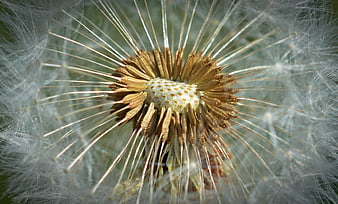 Macro Close-Up of Dandelion Seed Head with Fluffy White Pappus
