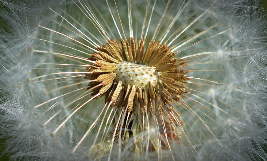 Macro Close-Up of Dandelion Seed Head with Fluffy White Pappus
