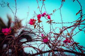 Vibrant pink bougainvillea flowers against a teal sky background