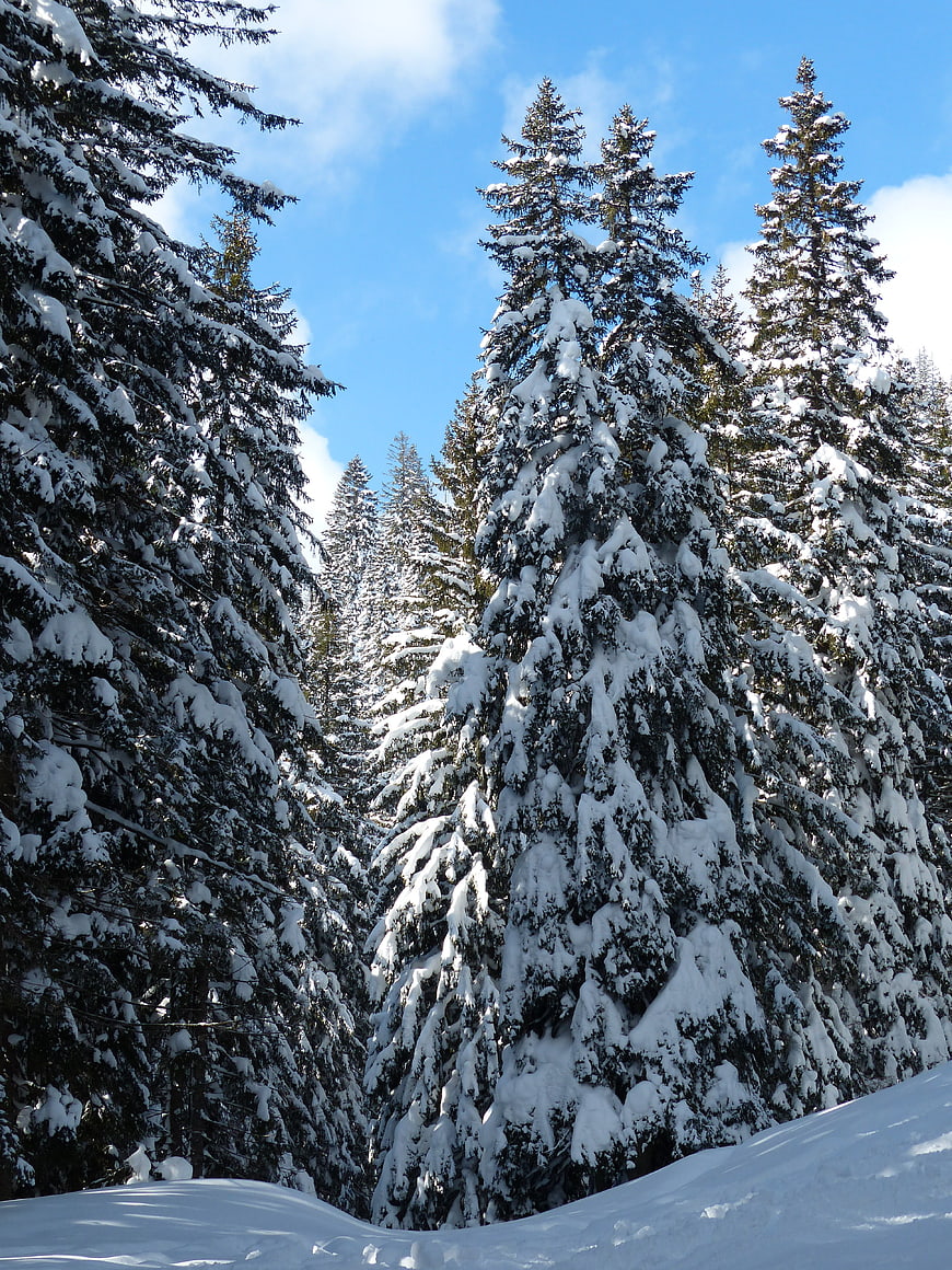Snowy Fir Trees In Winter Forest Landscape