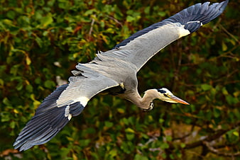 Grey Heron In Flight Against Blurred Green Foliage Background