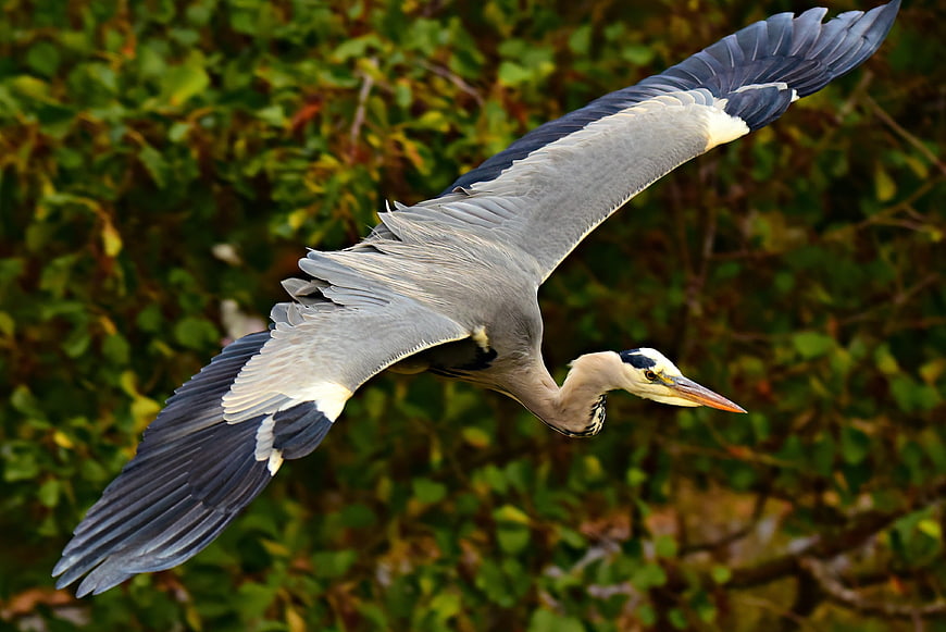 Grey Heron In Flight Against Blurred Green Foliage Background