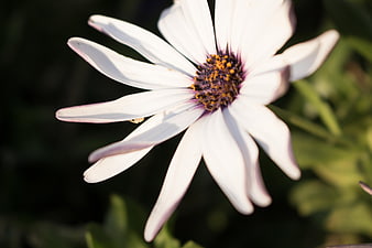 Close-up of White Osteospermum Flower with Dark Center