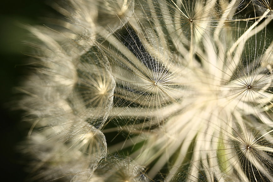 Macro Photography of Dandelion Seeds