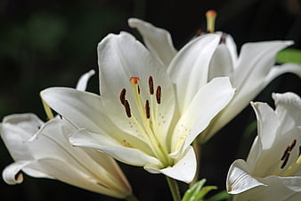 Close-up of white lily flowers with dark background
