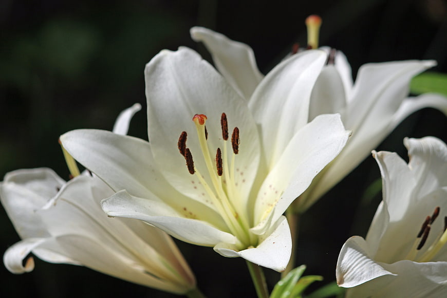Close-up of white lily flowers with dark background