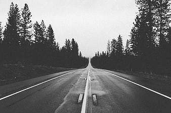 Black and white photo of empty road through pine forest