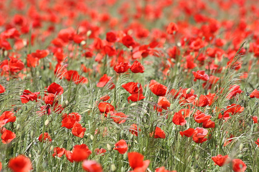 Vibrant Field Of Red Poppies Blooming In Wild Green Meadow