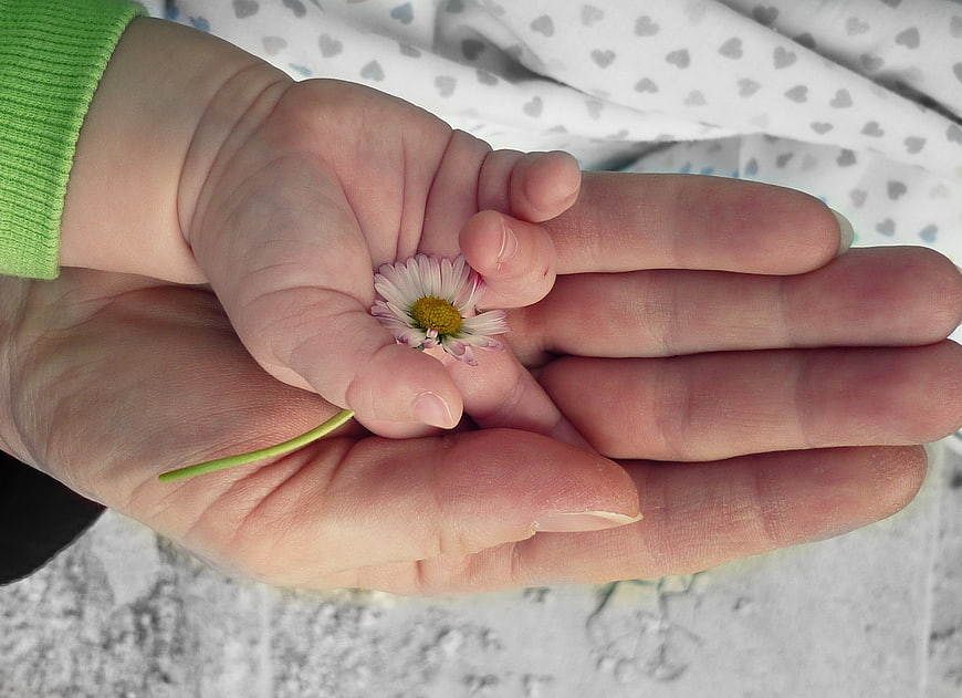Adult and child hands holding small daisy flower
