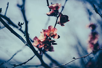 Pink Spring Blossoms on Branches with Blue Background