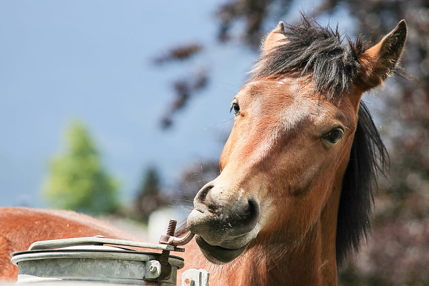 Close-up portrait of a brown horse drinking from a metal water tank