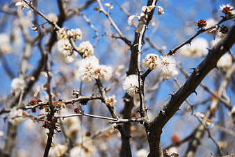 White fluffy flowers on thorny branches against blue sky