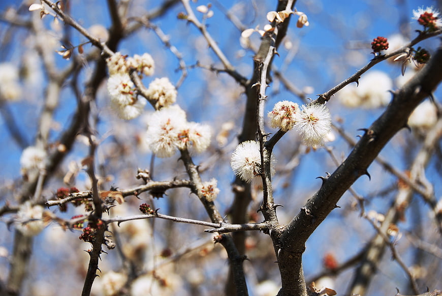 White fluffy flowers on thorny branches against blue sky