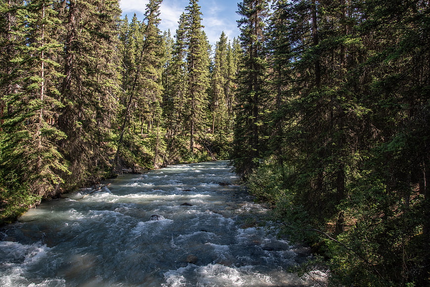Rushing River Flowing Through Dense Pine Forest