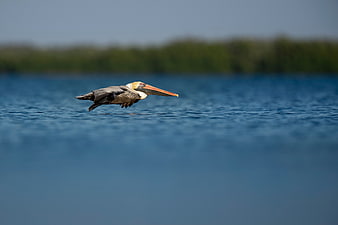 Brown Pelican Flying Low Over Blue Ocean Water