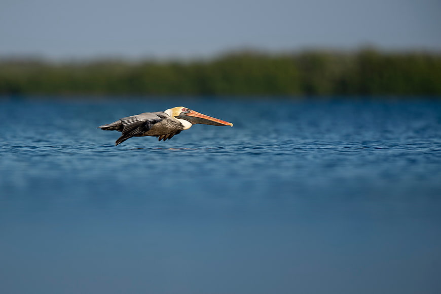 Brown Pelican Flying Low Over Blue Ocean Water
