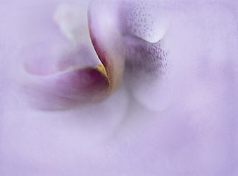 Abstract Macro Close-Up of Soft Purple Orchid Petals