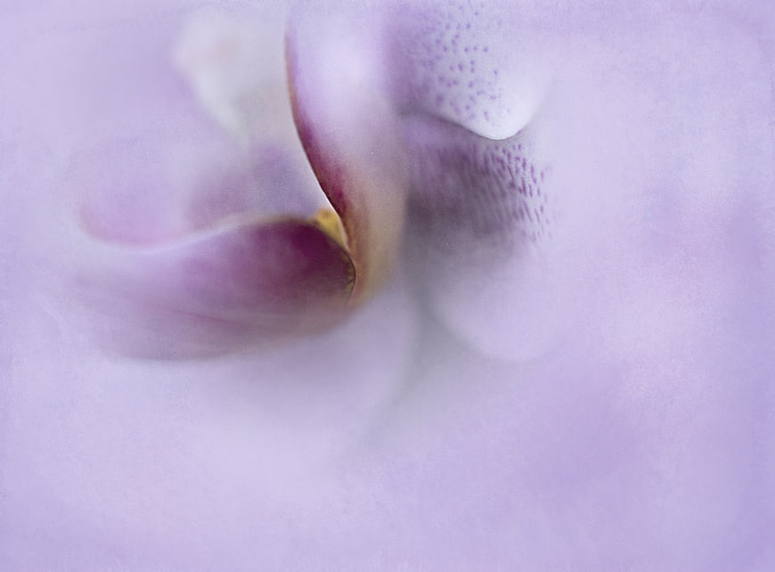 Abstract Macro Close-Up of Soft Purple Orchid Petals