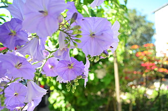 Close-up of purple petunia flowers in a sunny garden