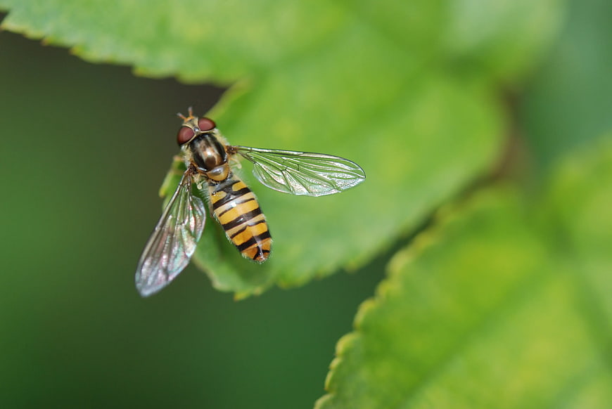 Close-up of Hoverfly on Green Leaf