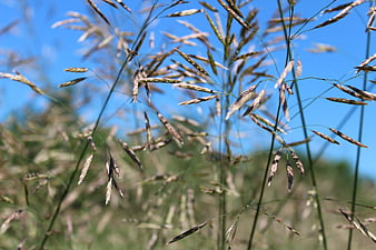 Close-up of wild grass seeds against a blue sky