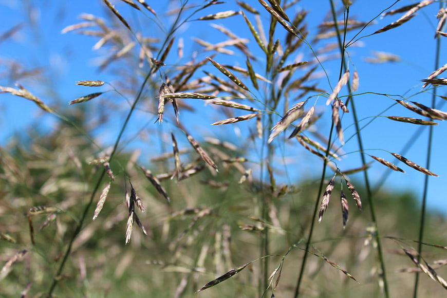 Close-up of wild grass seeds against a blue sky