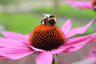 Bumblebee Pollinating Pink Coneflower in Garden