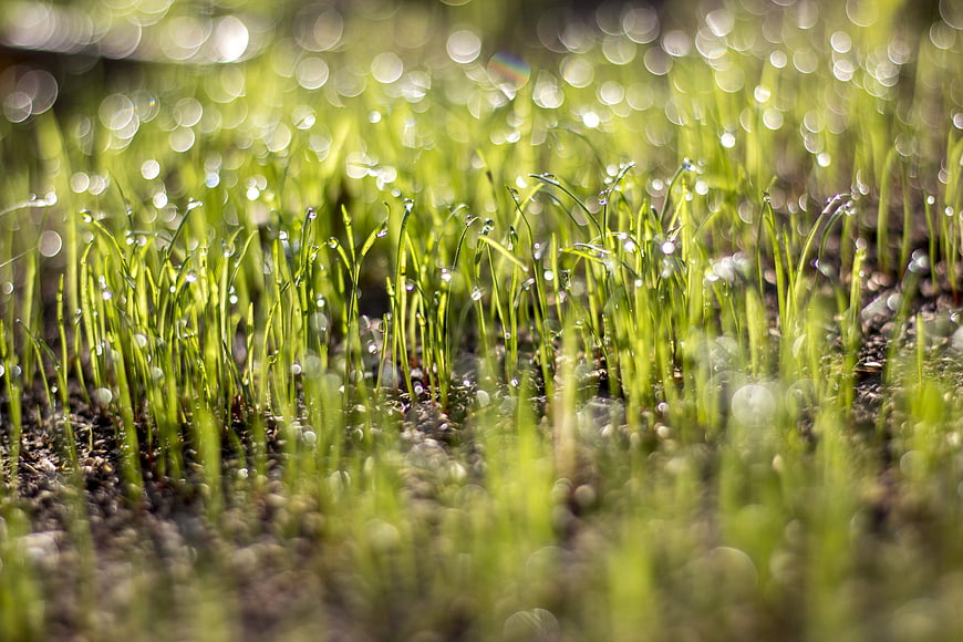 Fresh green grass sprouts with morning dew drops