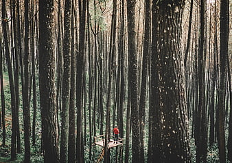 Man in red jacket standing on wooden platform in dense forest
