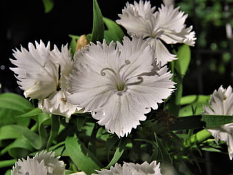 Close-up of white sweet william flowers in sunlight