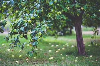Green apple tree with fallen fruit in orchard