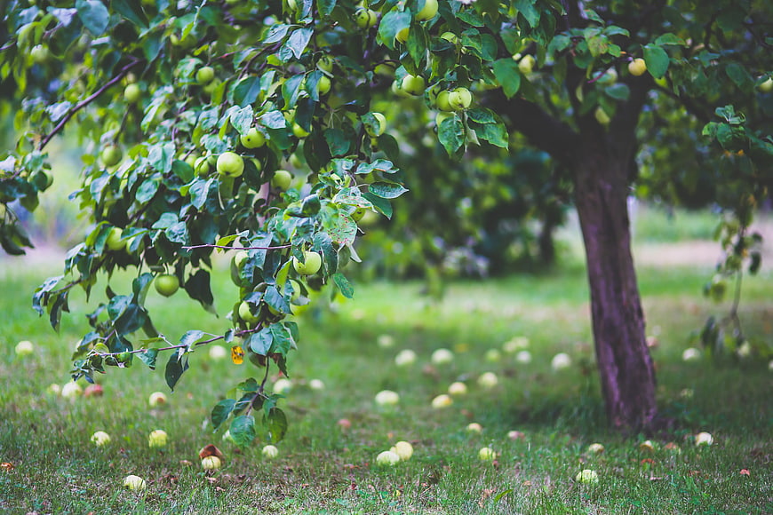 Green apple tree with fallen fruit in orchard