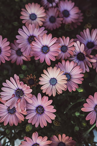 Close-up of pink and purple African daisies with blue centers