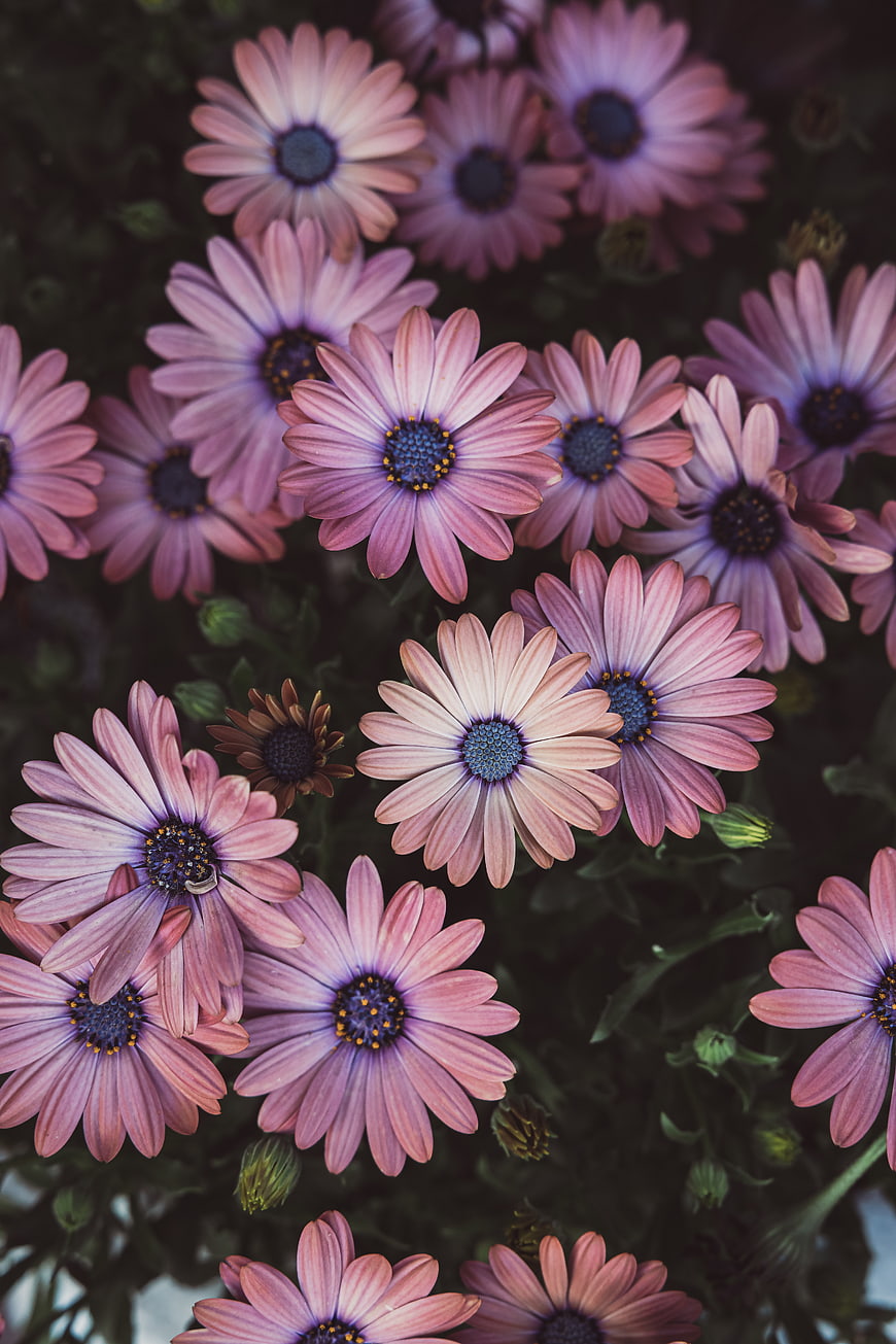 Close-up of pink and purple African daisies with blue centers