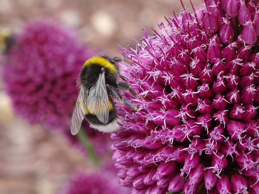 Close-up of a bumblebee on a purple allium flower