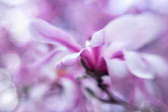 Soft Focus Pink Magnolia Blossom Close Up