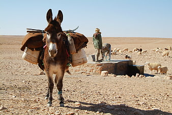 Loaded Donkey and Shepherds in the Sahara Desert
