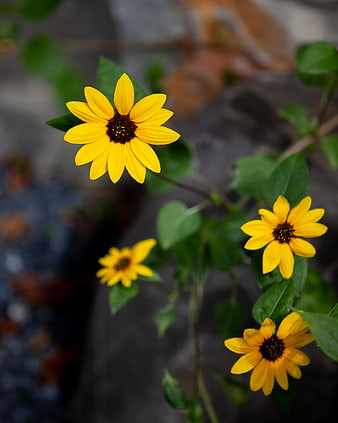 Yellow Wild Sunflowers Blooming in Garden