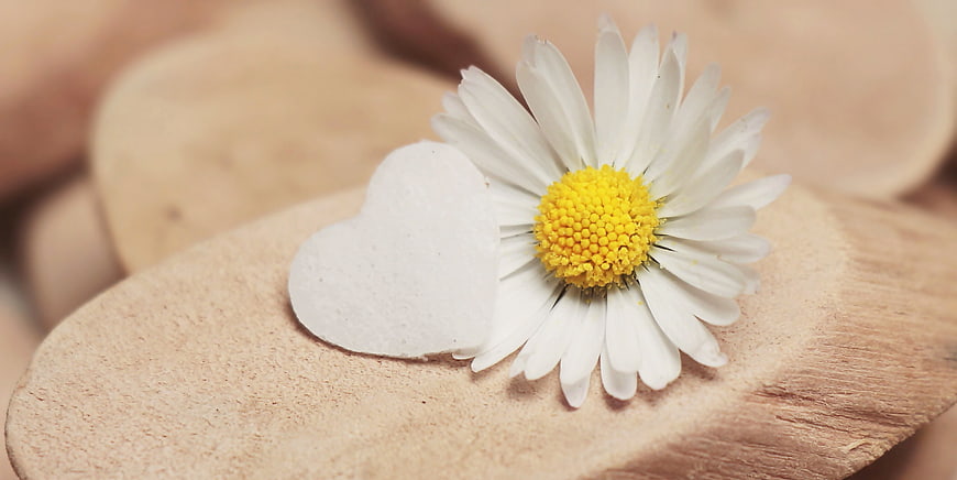 White Daisy and Heart on Wooden Slices