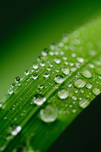 Macro photography of water droplets on a green leaf