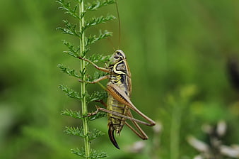 Close-up of a Brown Grasshopper on a Green Plant Stem