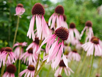 Pink Coneflowers in a Lush Green Garden