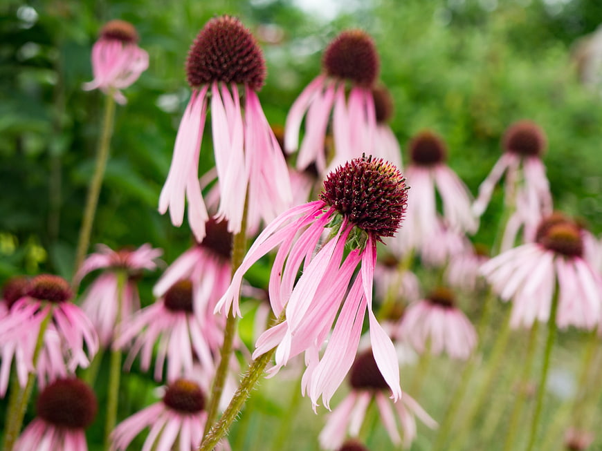Pink Coneflowers in a Lush Green Garden
