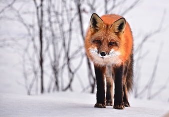 Red Fox Walking in Snowy Winter Forest